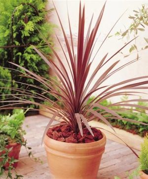 Cordyline australis Red Star