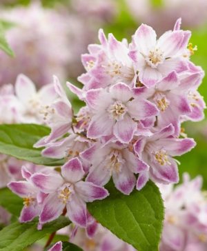 Deutzia Raspberry Sundae