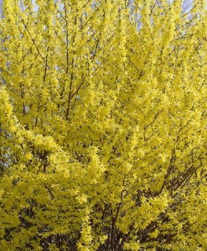 Forsythia intermedia Minigold