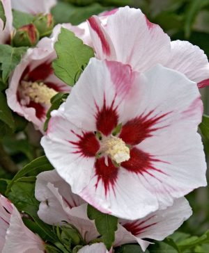 Hibiscus syriacus Hamabo