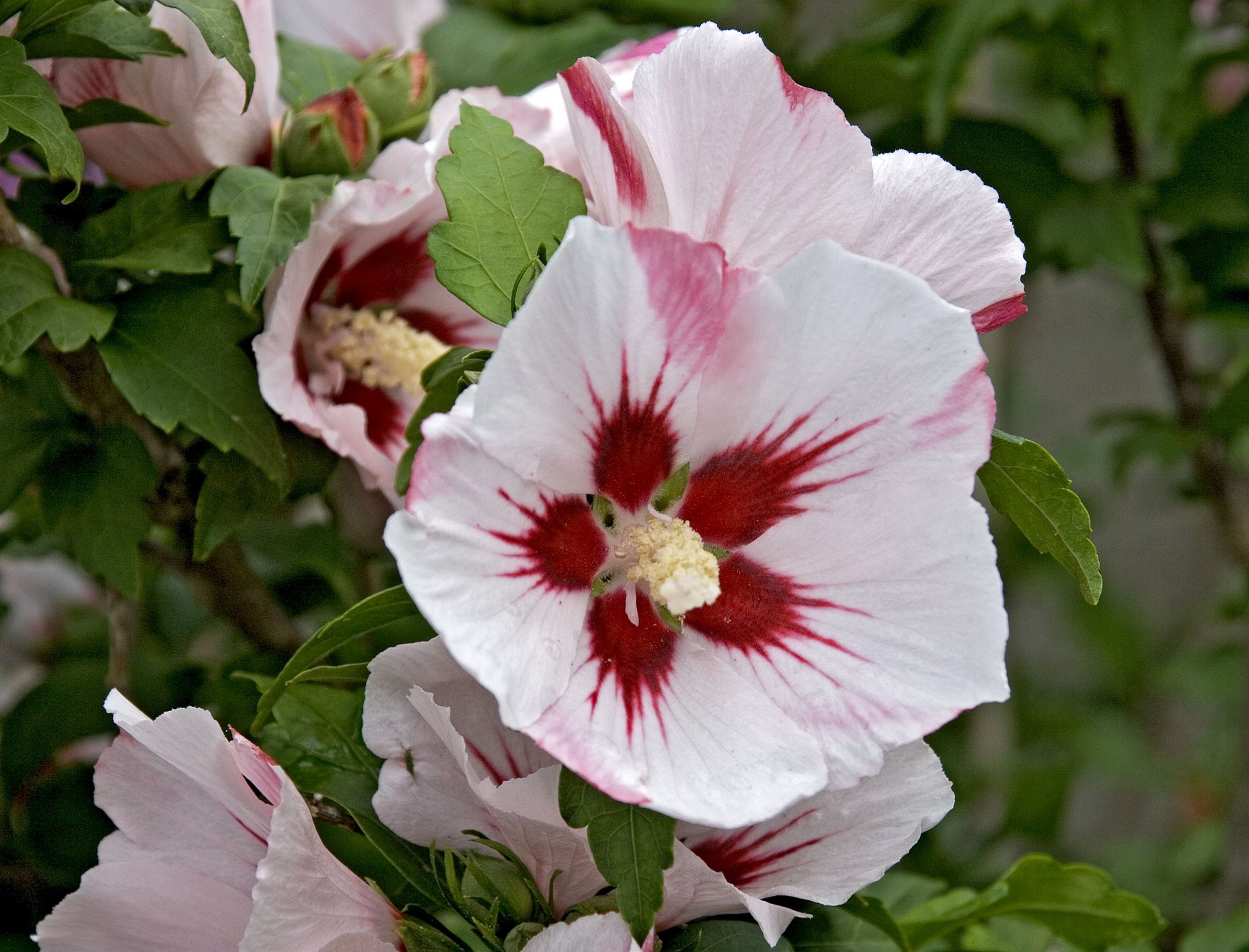 Hibiscus syriacus Hamabo