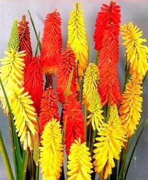 Kniphofia Flamenco Red Hot Poker