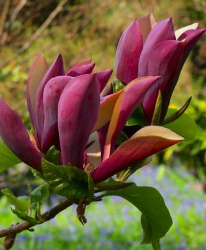 Magnolia x brooklynensis Black Beauty