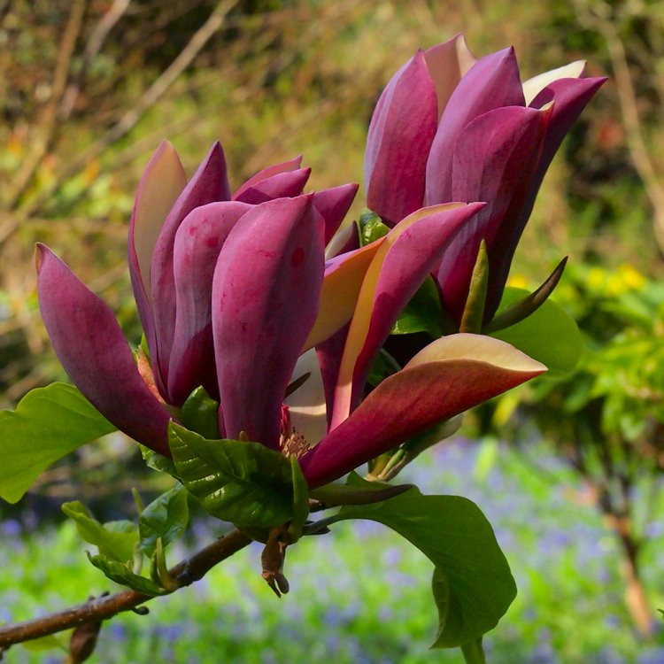 Magnolia x brooklynensis Black Beauty