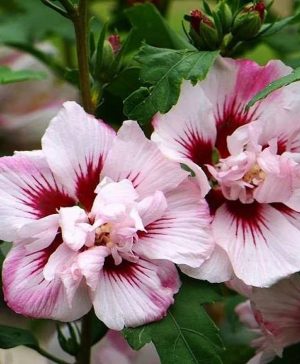 Hibiscus Lady Stanley