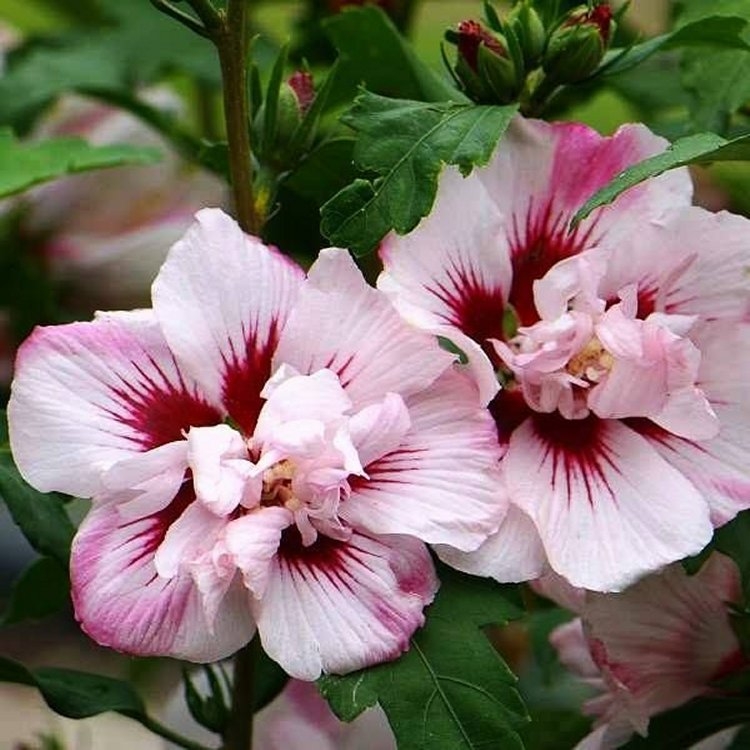 Hibiscus Lady Stanley