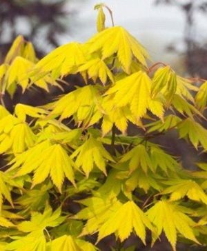 Acer shirasawanum Jordan