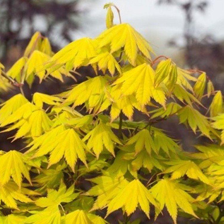 Acer shirasawanum Jordan