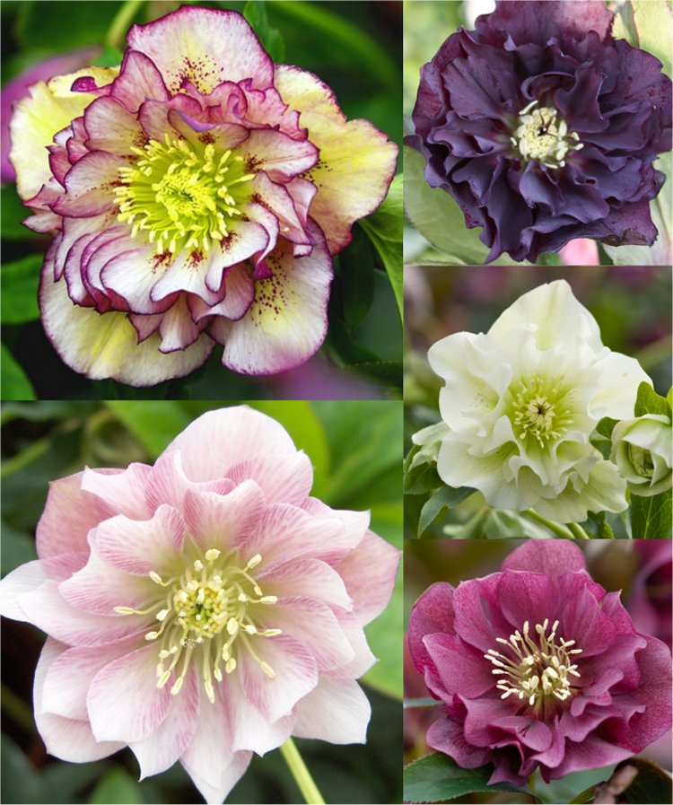 Connoisseur Helleborus Plants Collection - Pack of FIVE Double Ellen Hellebore Plants