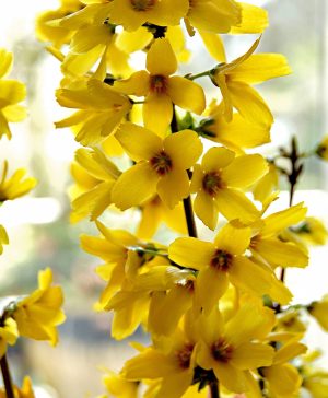 Forsythia x intermedia Mikador