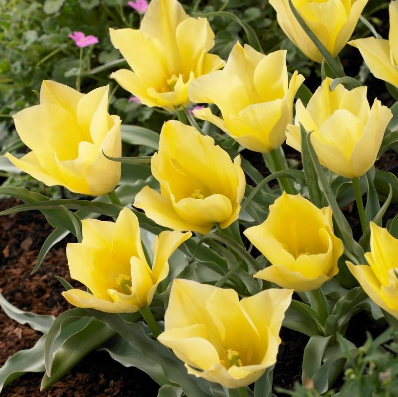 Tulip or Rose Bright Gem