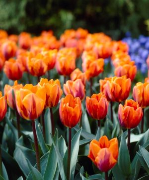 Tulip Princess Irene