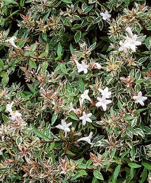 Abelia Confetti Conti