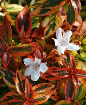 Abelia grandiflora Kaleidoscope