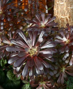 Aeonium Schwartzkopf