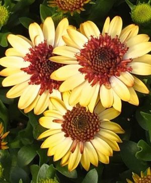 African Daisy Osteospermum Banana Shake