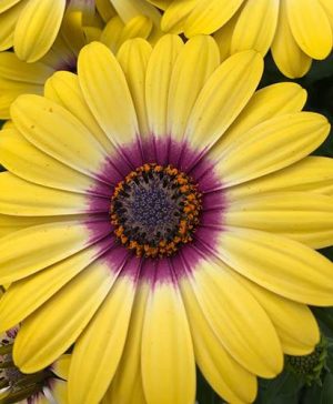 African Daisy Osteospermum Tropic Sun