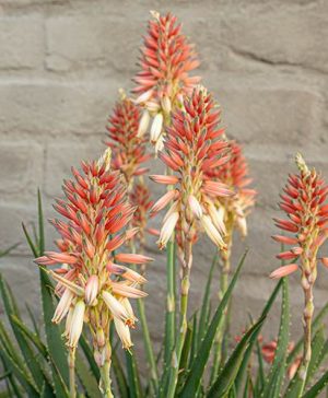 Aloe Safari Sunrise (R)