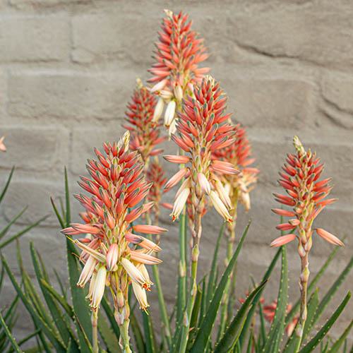 Aloe Safari Sunrise (R)
