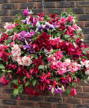 American Fuchsia Collection