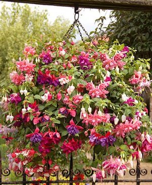 American Giant Double Flowered Fuchsias