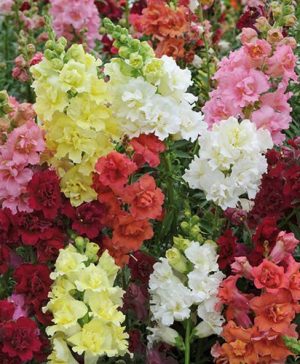 Antirrhinum Mini Butterflies Mix
