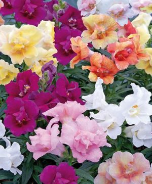 Antirrhinum Twinny Mix