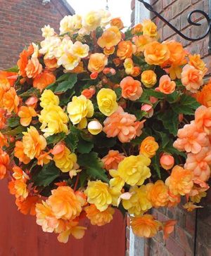 Apricot Shades Preplanted Basket