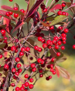 Aronia arbutifolia Brillant