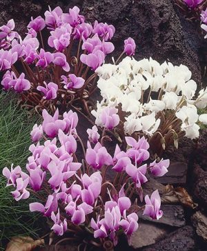Autumn Flowering Cyclamen hederifolium