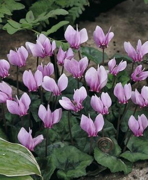 Autumn Flowering Cyclamen hederifolium Pink