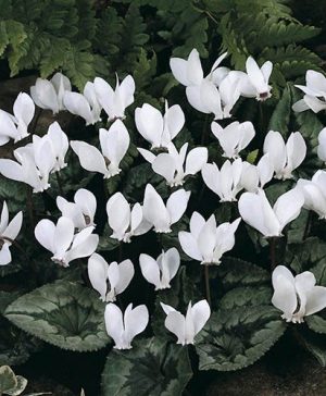 Autumn Flowering Cyclamen hederifolium White