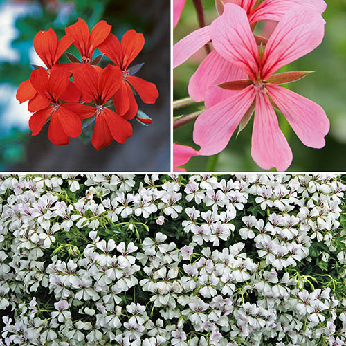 Balcony Geranium Collection