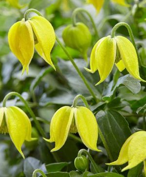 Basket Clematis tangutica Little Lemons