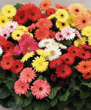 Bedding Gerbera Revolution mix