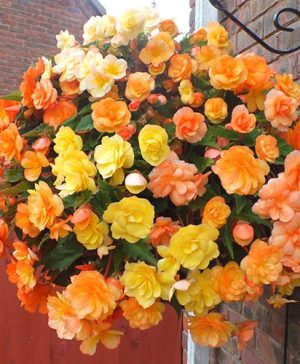 Begonia Apricot Fiery Shades Mix