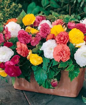 Begonia Non Stop Mix