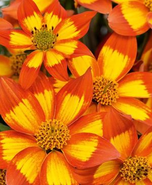 Bidens Hawaiian Flare