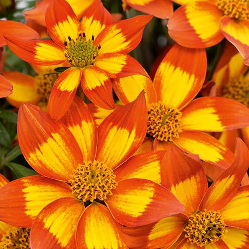 Bidens Hawaiian Flare