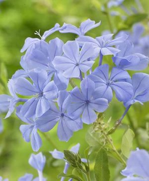 Blue Plumbago