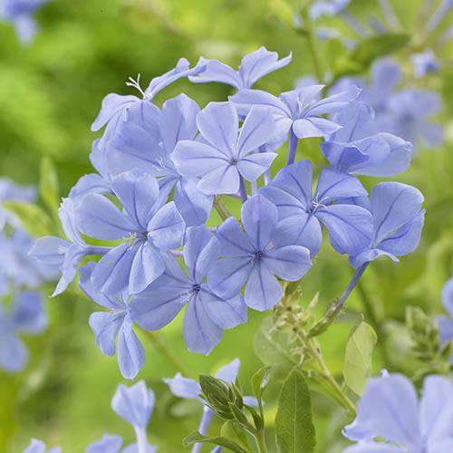 Blue Plumbago