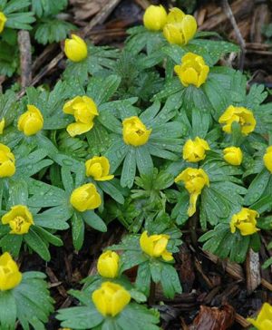 British Native Aconites In the Green