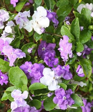 Brunfelsia pauciflora