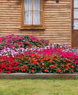 Busy Lizzie New Guinea Impatiens