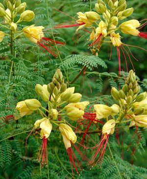Caesalpinia gillessii - Yellow Bird of Paradise