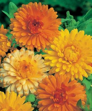 Calendula Art Shades Seeds