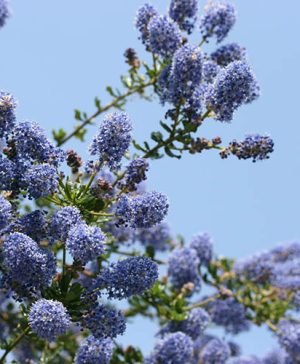 Californian Lilac Italian Skies