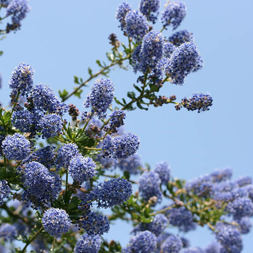 Californian Lilac Italian Skies