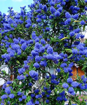 Californian Lilac on Trellis 17cm