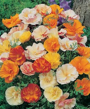 Californian Poppy Monarch Art Shades Seeds